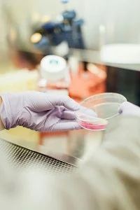 Gloved hand holding a petri dish with a sample