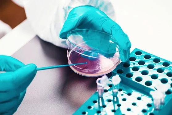 Technician swabbing a petri dish culture sample
