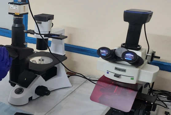 Forward and side scatter plot showing cell morphology on a flow cytometer