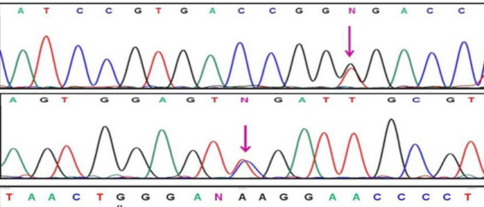 Sanger sequencing trace used for mutation analysis