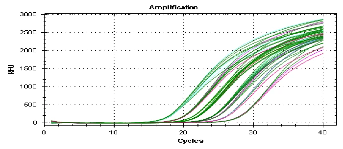Real-time PCR amplification curves on a qPCR instrument screen